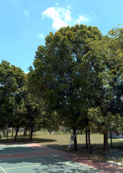 tree photo
