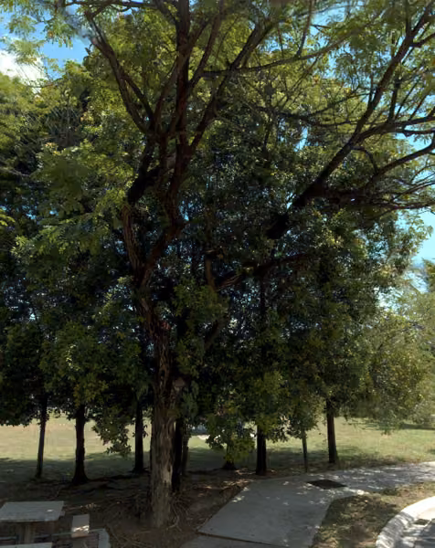 tree photo