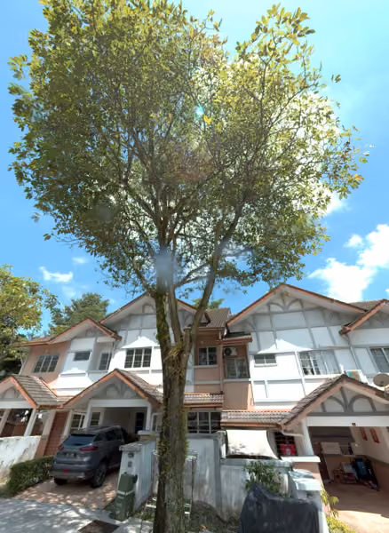 tree photo