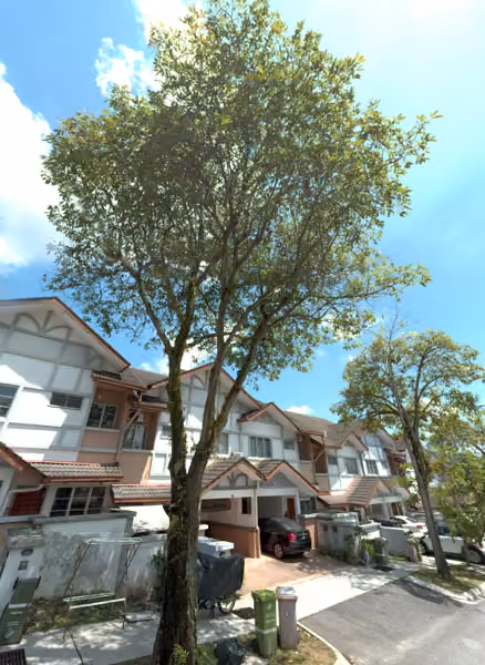 tree photo