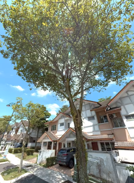 tree photo