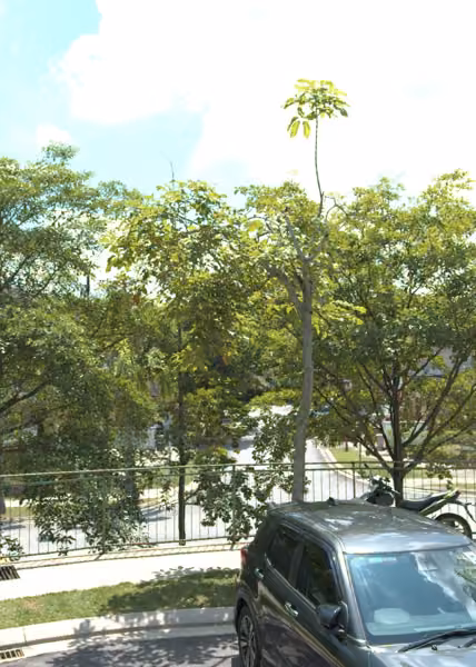 tree photo