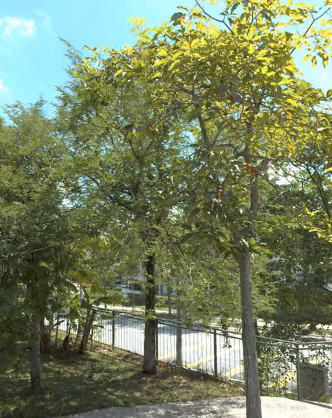 tree photo