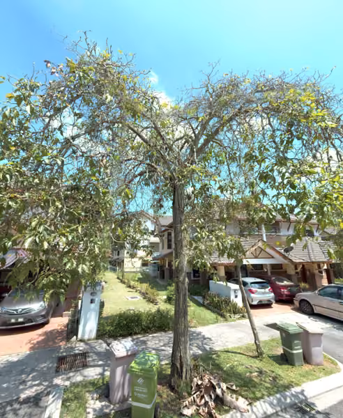 tree photo
