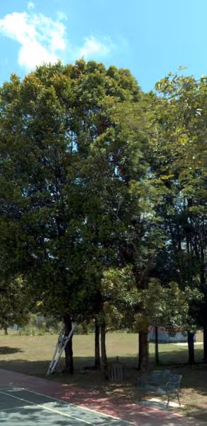 tree photo