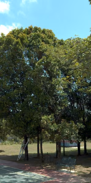 tree photo