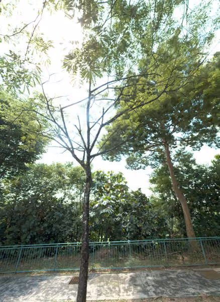tree photo