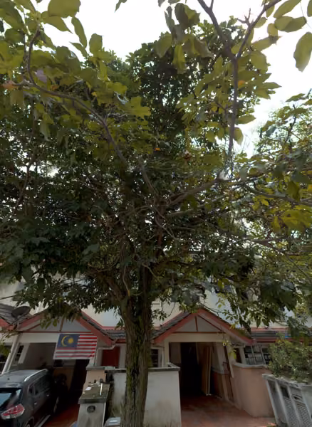 tree photo