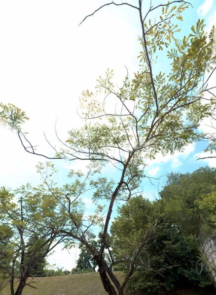 tree photo