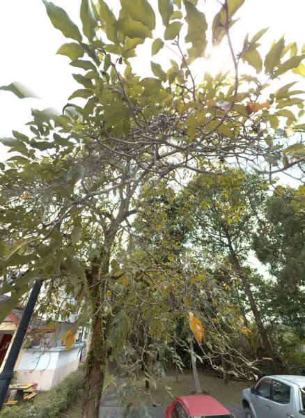 tree photo