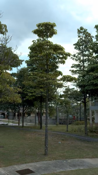 tree photo