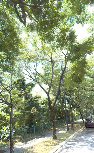 tree photo