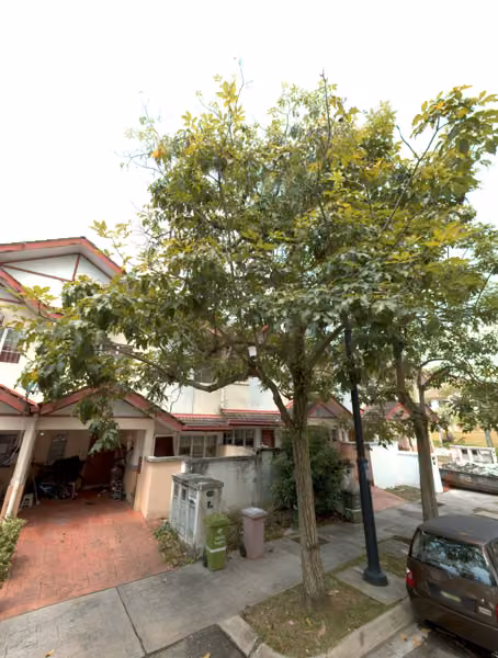tree photo