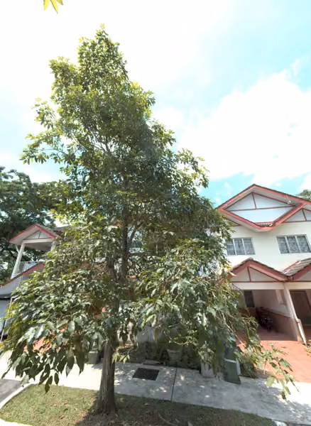 tree photo