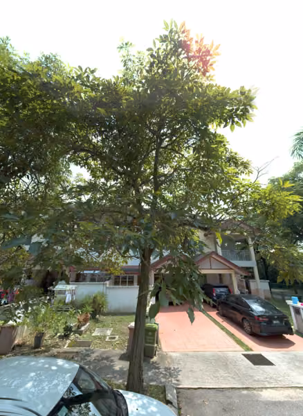 tree photo