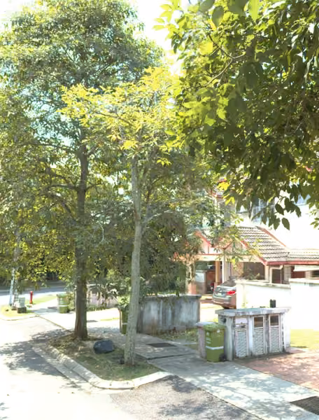 tree photo