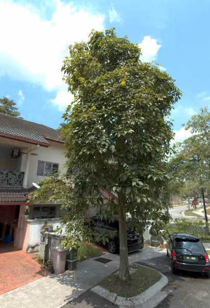 tree photo