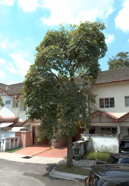 tree photo