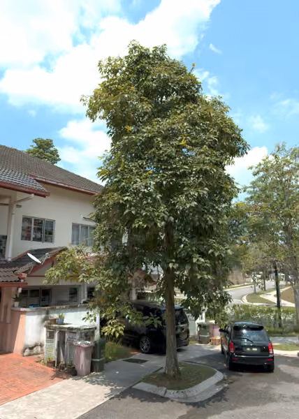 tree photo