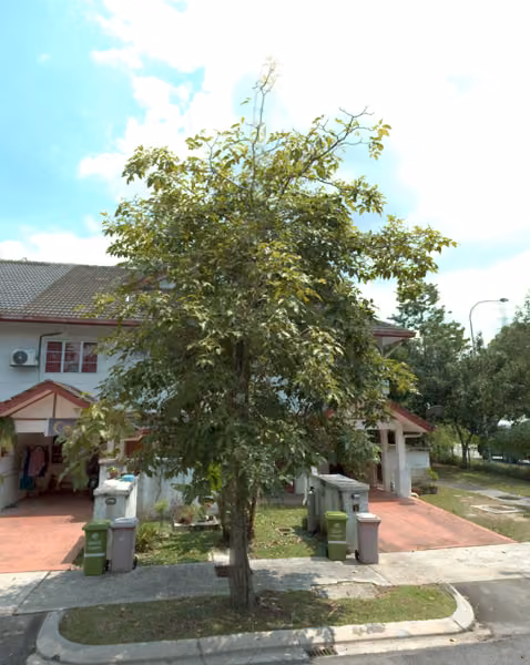 tree photo