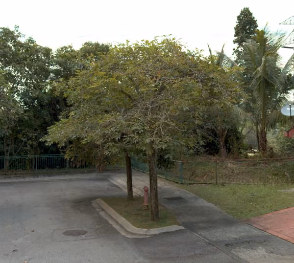 tree photo