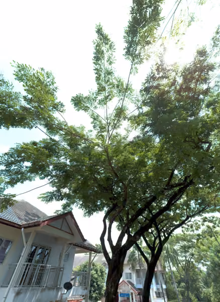 tree photo