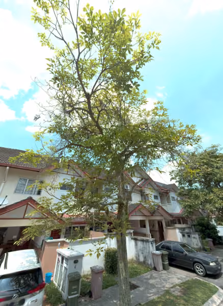 tree photo