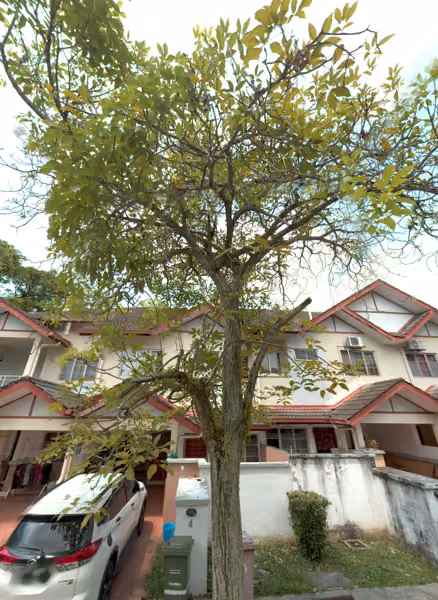 tree photo