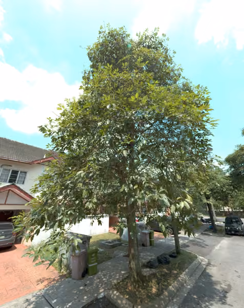tree photo
