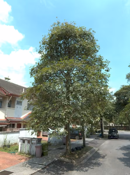 tree photo