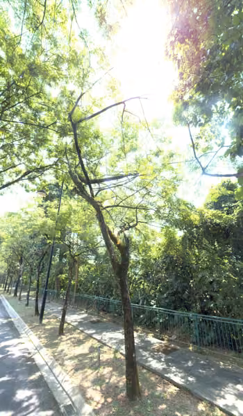tree photo