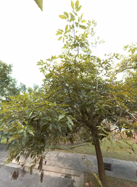 tree photo
