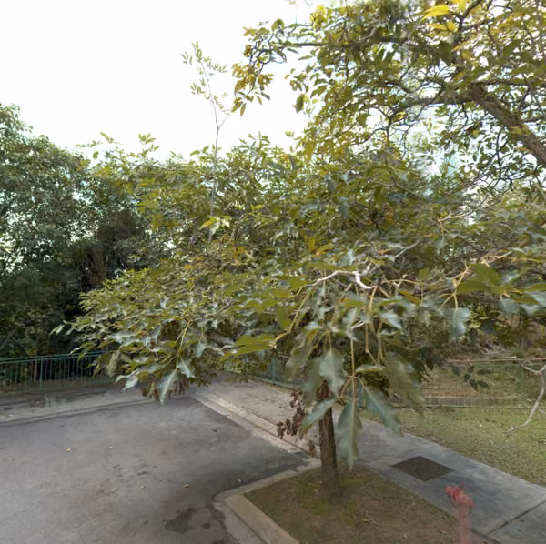 tree photo