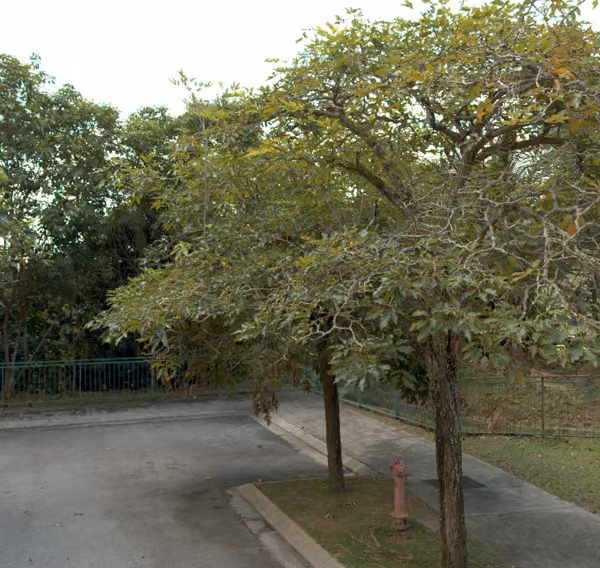 tree photo
