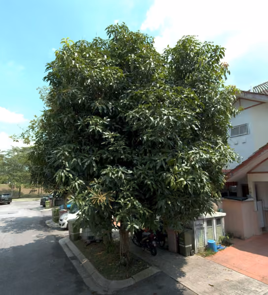 tree photo