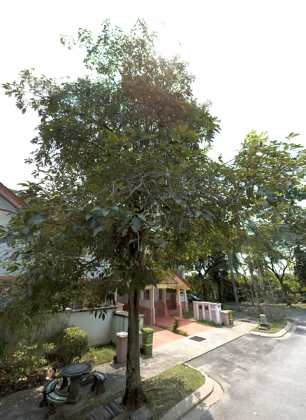 tree photo