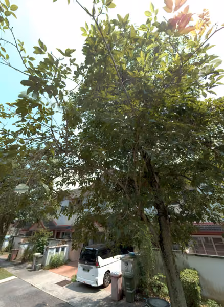 tree photo