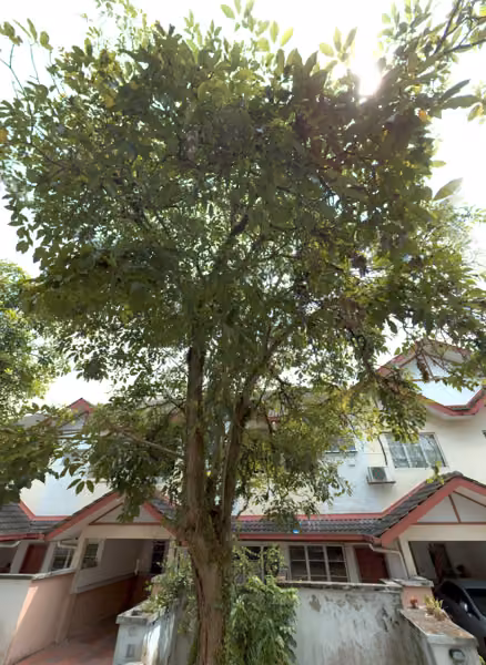 tree photo
