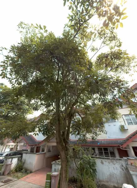 tree photo