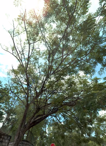 tree photo