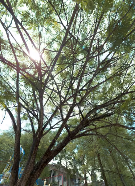 tree photo