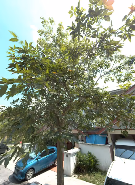 tree photo