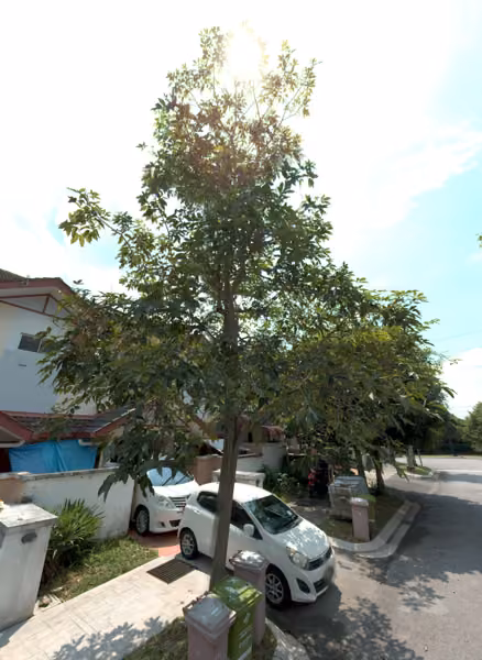 tree photo