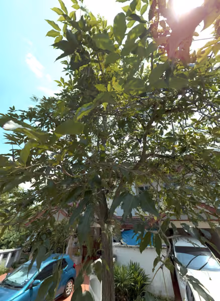 tree photo