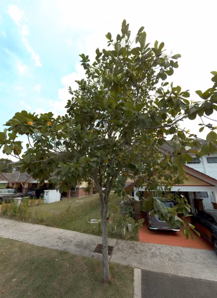 tree photo