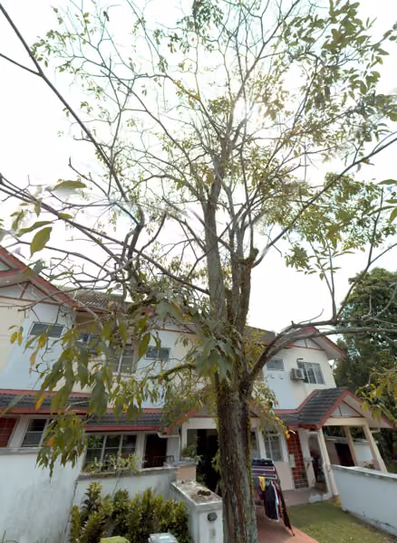 tree photo