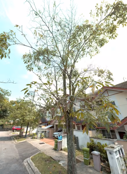 tree photo