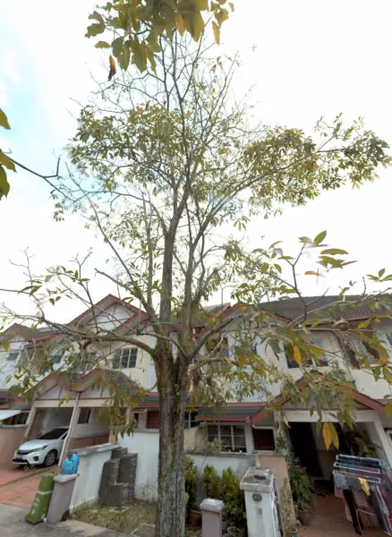 tree photo