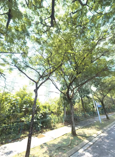 tree photo