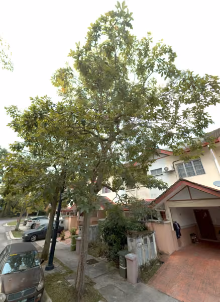 tree photo